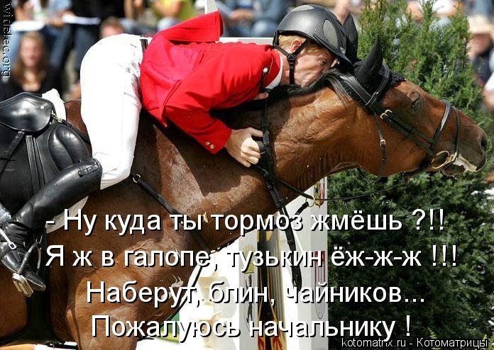 Котоматрица: Я ж в галопе, тузькин ёж-ж-ж !!! Наберут, блин, чайников... Пожалуюсь начальнику ! - Ну куда ты тормоз жмёшь ?!!