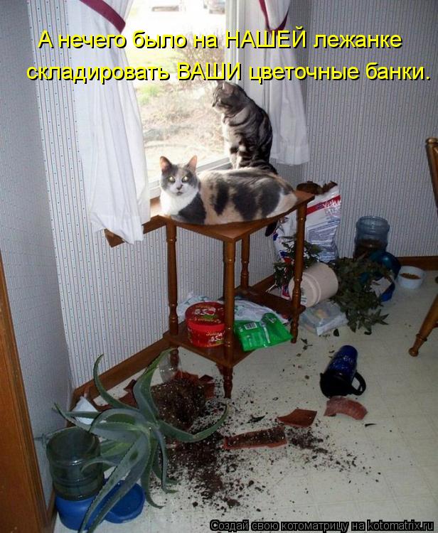 Котоматрица: A нечего было на НАШЕЙ лежанке  складировать ВАШИ цветочные банки.