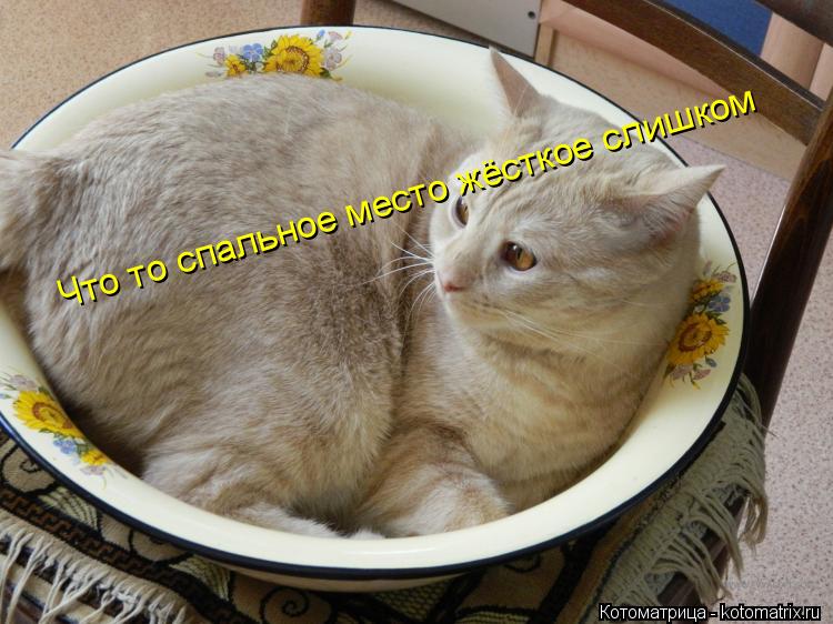 Котоматрица: Что то спальное место жёсткое слишком