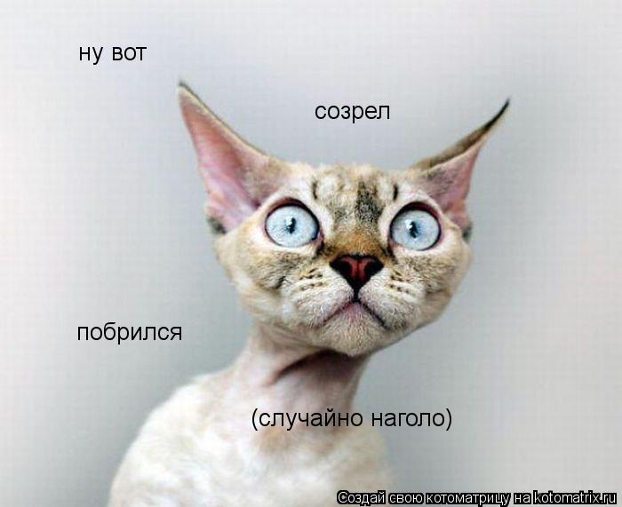 Котоматрица: ну вот созрел побрился  (случайно наголо)