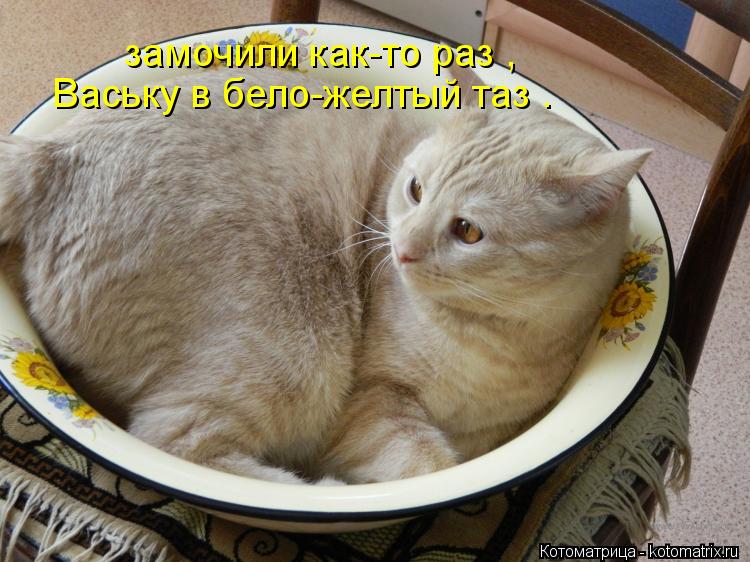 Котоматрица: замочили как-то раз , Ваську в бело-желтый таз .