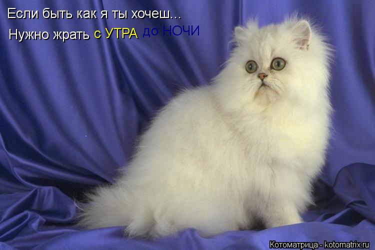 Котоматрица: Если быть как я ты хочеш... Нужно жрать  с УТРА до НОЧИ
