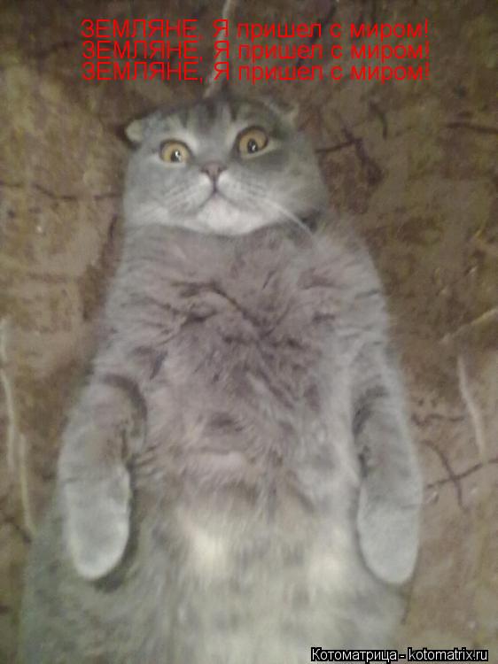 Котоматрица: ЗЕМЛЯНЕ, Я пришел с миром! ЗЕМЛЯНЕ, Я пришел с миром! ЗЕМЛЯНЕ, Я пришел с миром!