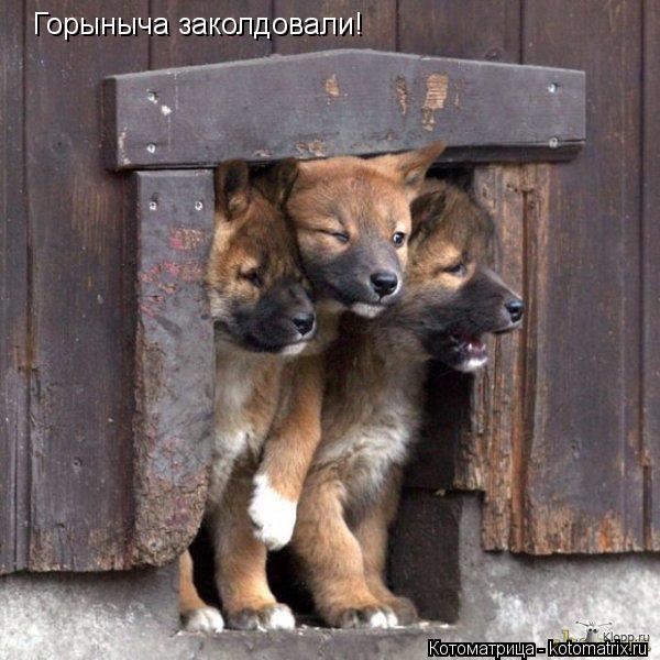 Котоматрица: Горыныча заколдовали!