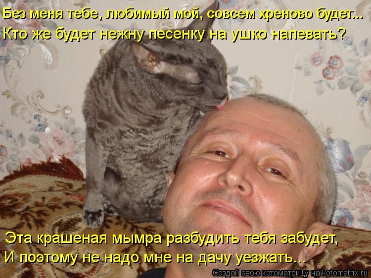 Котоматрица: Без меня тебе, любимый мой, совсем хреново будет... Без меня тебе, любимый мой, совсем хреново будет... Эта крашеная мымра разбудить тебя забуд
