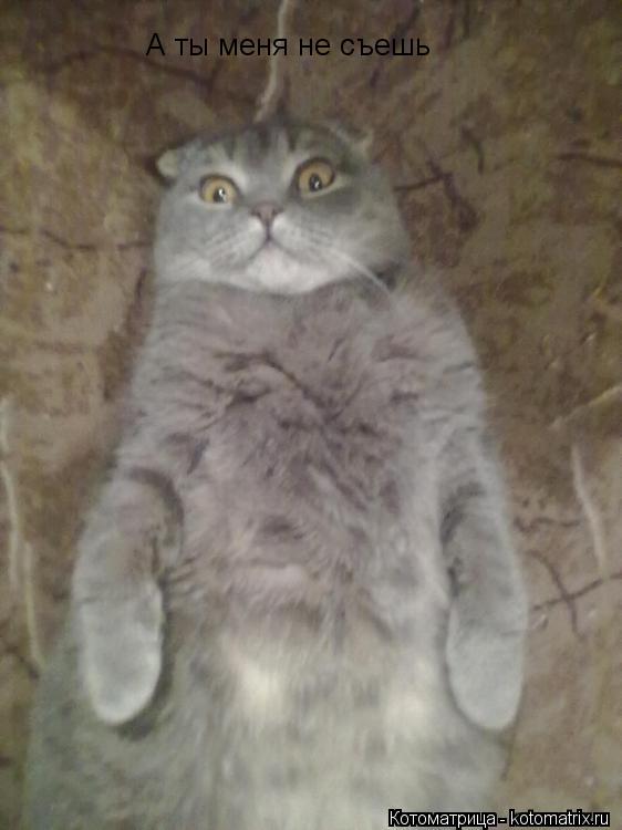 Котоматрица: А ты меня не съешь