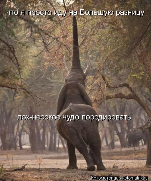 Котоматрица: что я просто иду на Большую разницу лох-несское чудо породировать