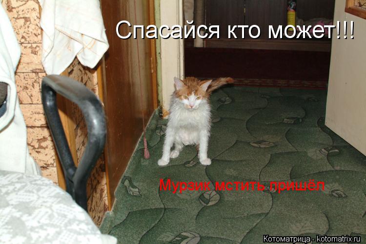 Котоматрица: Спасайся кто может!!! Мурзик мстить пришёл
