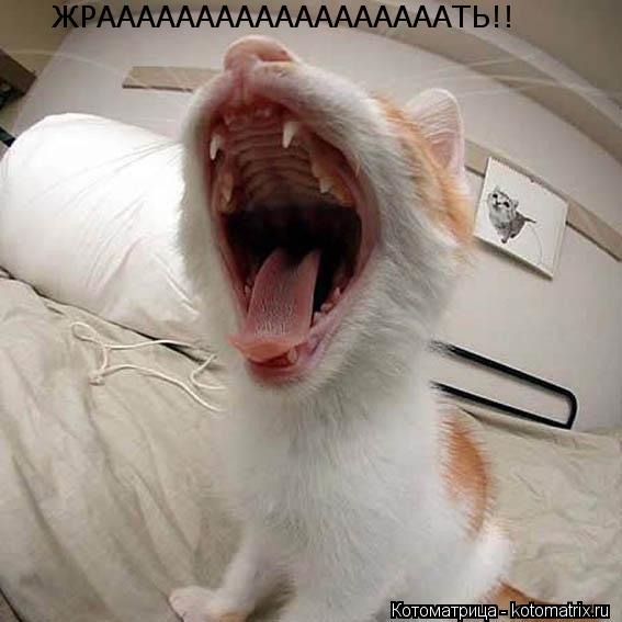Котоматрица: ЖРААААААААААААААААААТЬ!!
