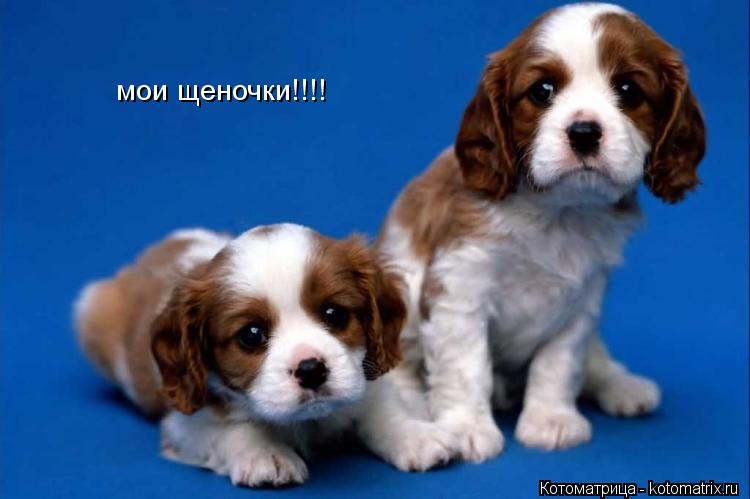 Котоматрица: мои щеночки!!!!