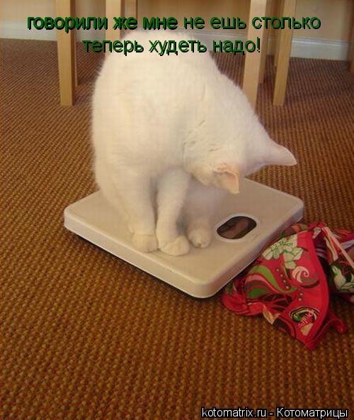 Котоматрица: говорили же мне говорили же мне не ешь столько теперь худеть надо!