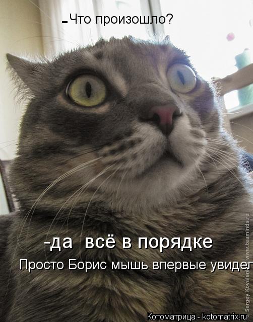 Котоматрица: Что произошло? -да  всё в порядке Просто Борис мышь впервые увидел -