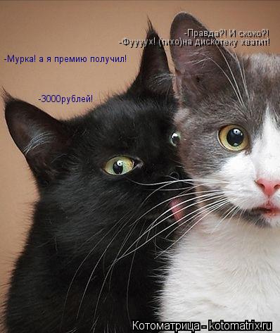 Котоматрица: -Мурка! а я премию получил! -Правда?! И скоко?! -3000рублей! -Фуууух! (тихо)на дискотеку хватит!