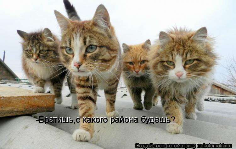 Котоматрица: -Братишь,с какого района будешь -Братишь,с какого района будешь -Братишь,с какого района будешь -Братишь,с какого района будешь?