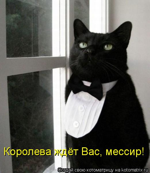 Котоматрица: Королева ждёт Вас, мессир!