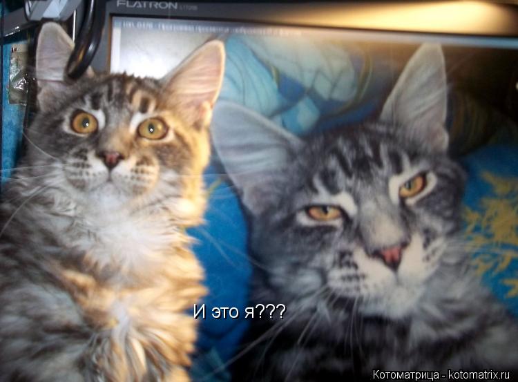 Котоматрица: И это я???