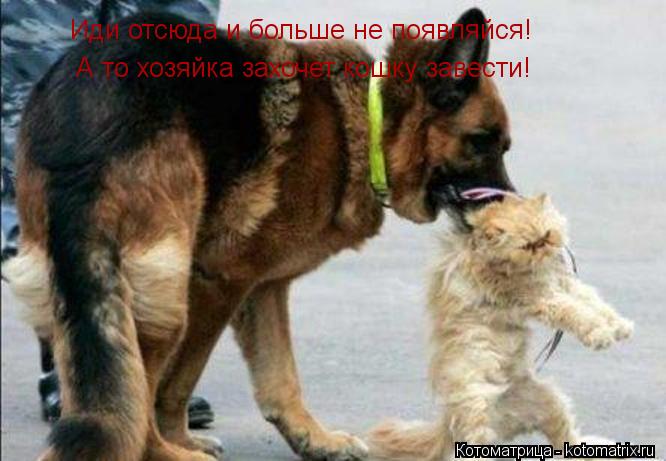 Котоматрица: Иди отсюда и больше не появляйся! А то хозяйка захочет кошку завести!
