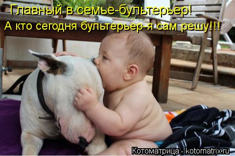 Котоматрица: Главный в семье-бультерьер! А кто сегодня бультерьер-я сам решу!!!
