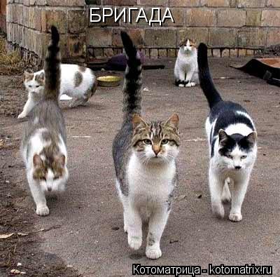 Котоматрица: БРИГАДА