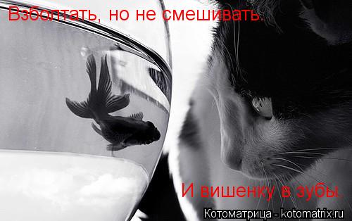 Котоматрица: Взболтать, но не смешивать.  И вишенку в зубы.