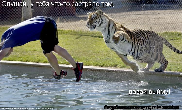 Котоматрица: Слушай, у тебя что-то застряло там, давай выйму!