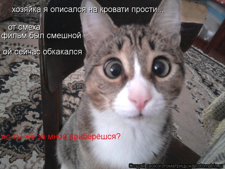 Котоматрица: хозяйка я описался на кровати прости... от смеха фильм был смешной ой сейчас обкакался но ты-же за мной приберёшся?