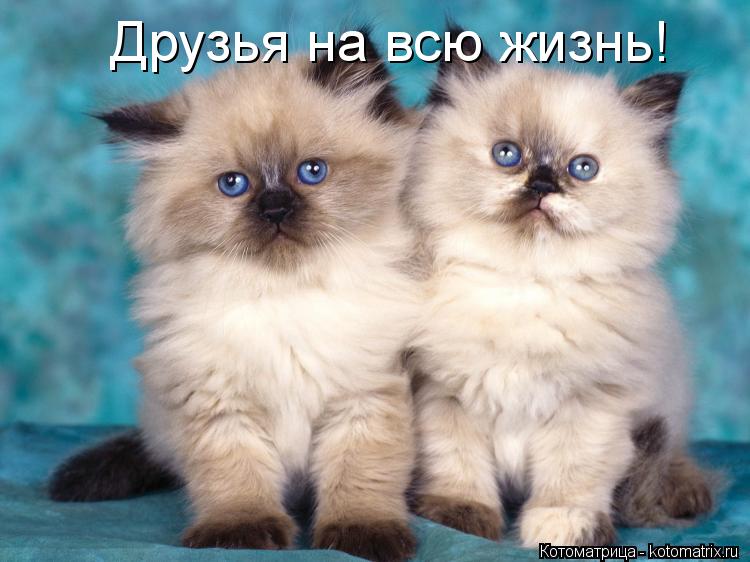 Котоматрица: Друзья на всю жизнь!