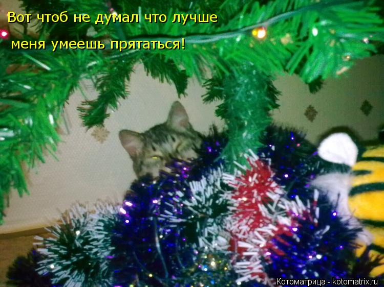 Котоматрица: Вот чтоб не думал что лучше меня умеешь прятаться!