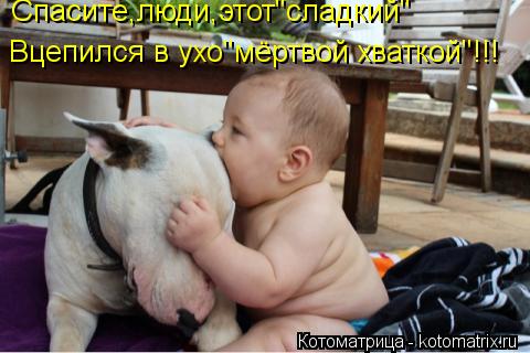 Котоматрица: Спасите,люди,этот"сладкий" Вцепился в ухо"мёртвой хваткой"!!!