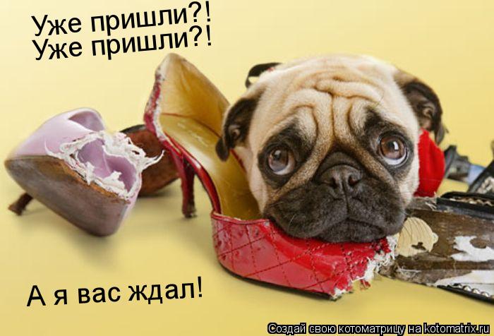 Котоматрица: Уже пришли?! А я вас ждал! Уже пришли?!