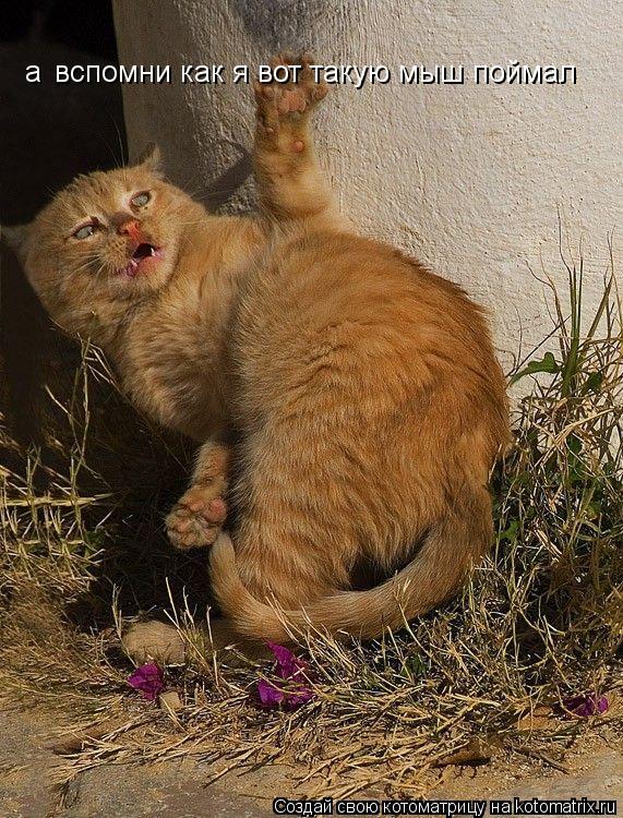 Котоматрица: вспомни как я вот такую мыш поймал а