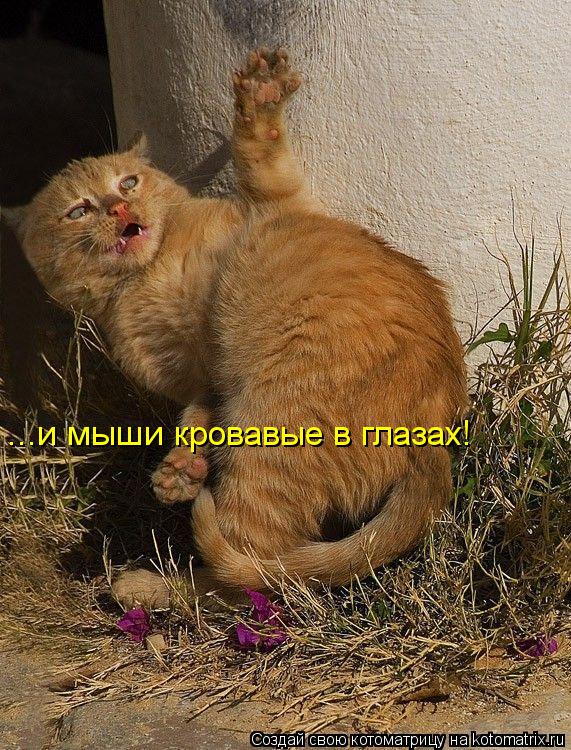 Котоматрица: ...и мыши кровавые в глазах!