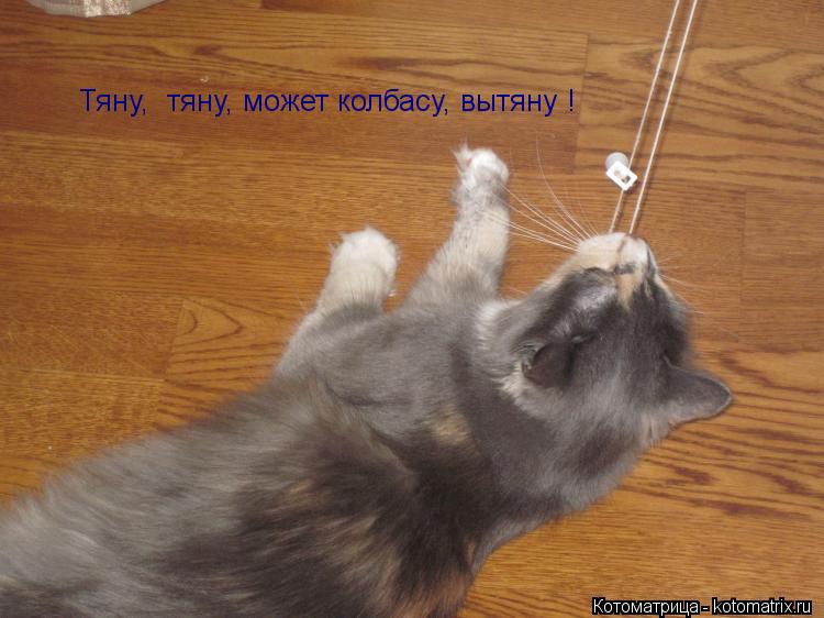 Котоматрица: Тяну,  тяну, может колбасу, вытяну !