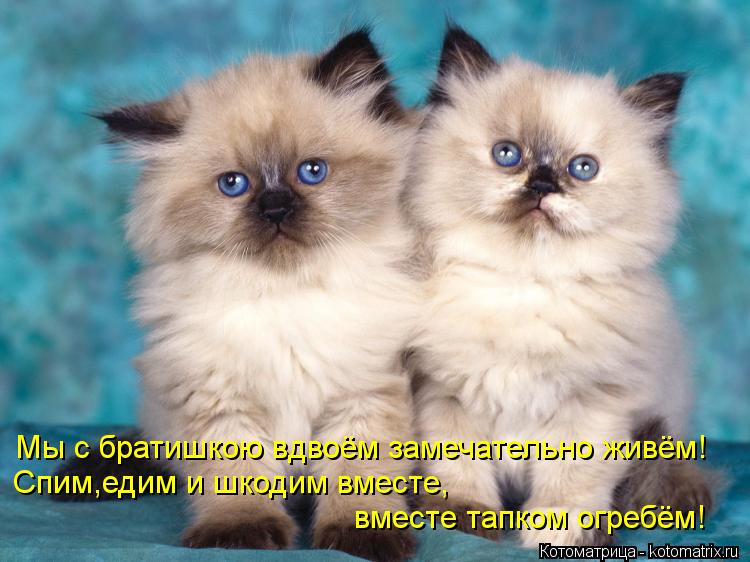 Котоматрица: Мы с братишкою вдвоём замечательно живём! Спим,едим и шкодим вместе, вместе тапком огребём!