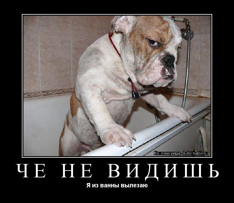 Котоматрица: Чё не видишь Я из ванны вылезаю