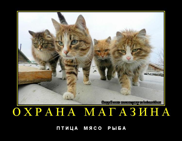 Котоматрица: ОХРАНА МАГАЗИНА П Т И Ц А     М Я С О     Р Ы Б А