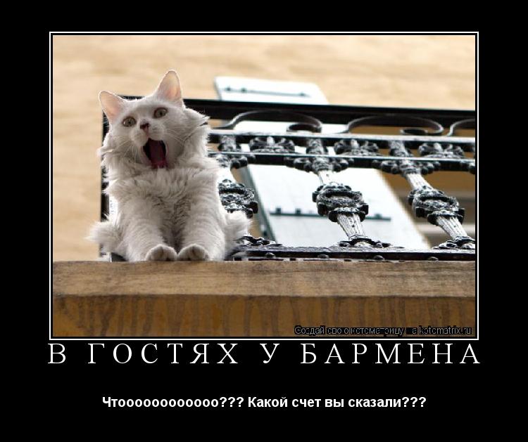 Котоматрица: В гостях у бармена Чтоооооооооооо??? Какой счет вы сказали???