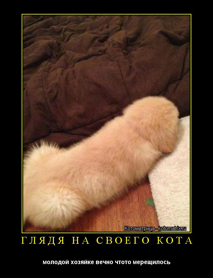 Котоматрица: глядя на своего кота молодой хозяйке вечно чтото мерещилось