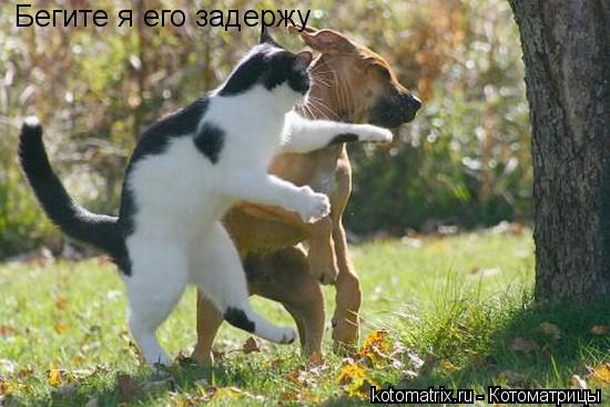 Котоматрица: Бегите я его задержу