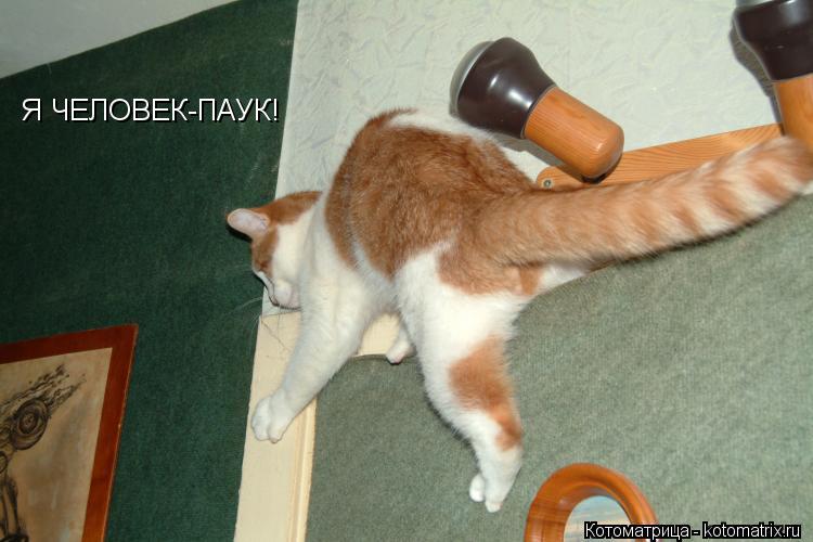Котоматрица: Я ЧЕЛОВЕК-ПАУК!