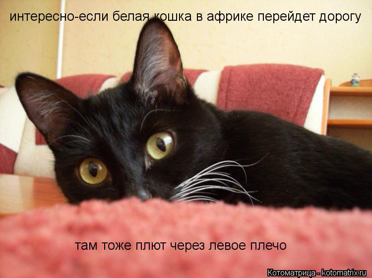 Котоматрица: там тоже плют через левое плечо интересно-если белая кошка в африке перейдет дорогу