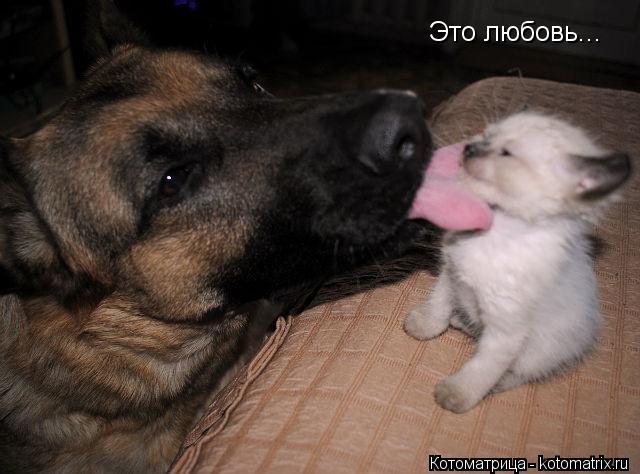 Котоматрица: Это любовь...