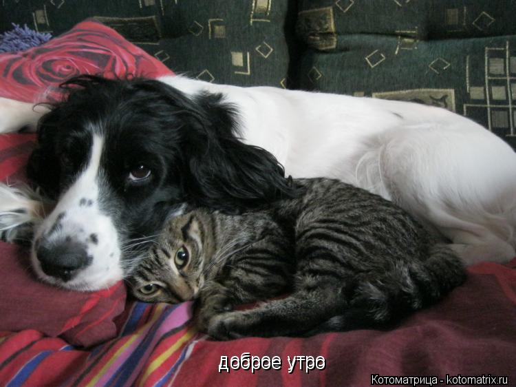 Котоматрица: доброе утро  доброе утро