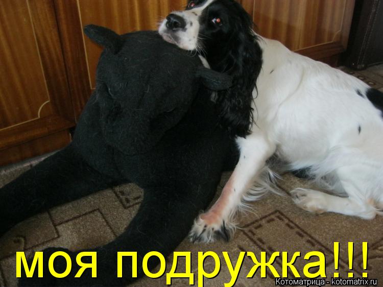 Котоматрица: моя подружка!!!