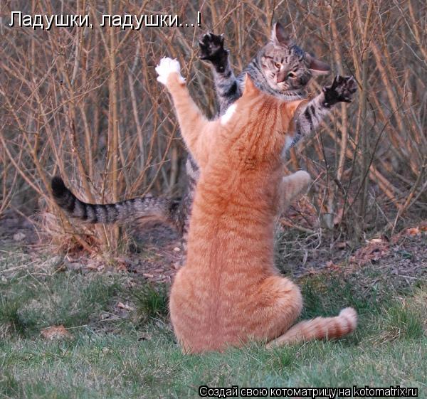 Котоматрица: Ладушки, ладушки...!