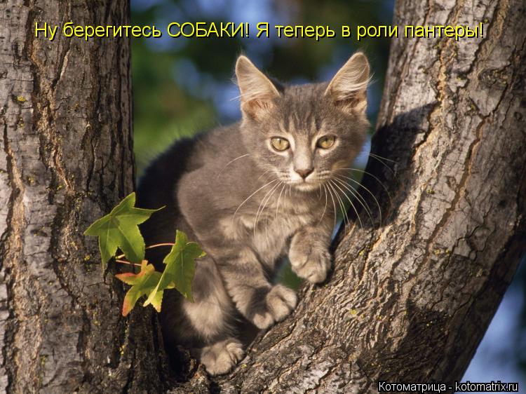 Котоматрица: Ну берегитесь СОБАКИ! Я теперь в роли пантеры!