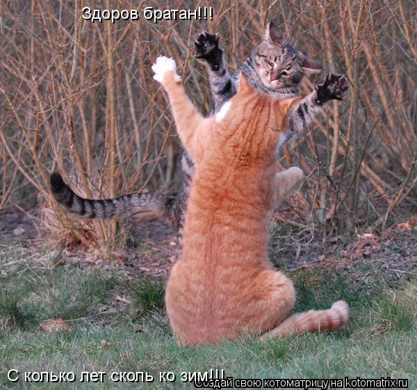 Котоматрица: Здоров братан!!! С колько лет сколь ко зим!!!