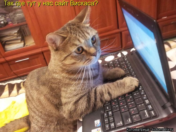 Котоматрица: Так где тут у нас сайт Вискаса?