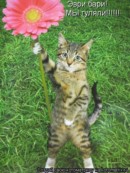 Котоматрица: Эври бари! МЫ гуляли!!!!!!