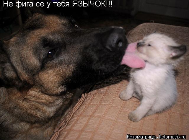 Котоматрица: Не фига се у тебя ЯЗЫЧОК!!!